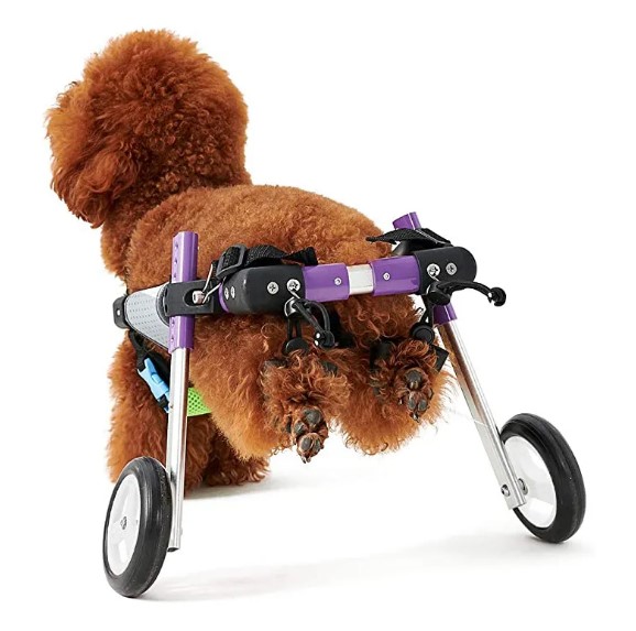  - Advanced Dog Wheelchairs For Small Dogs