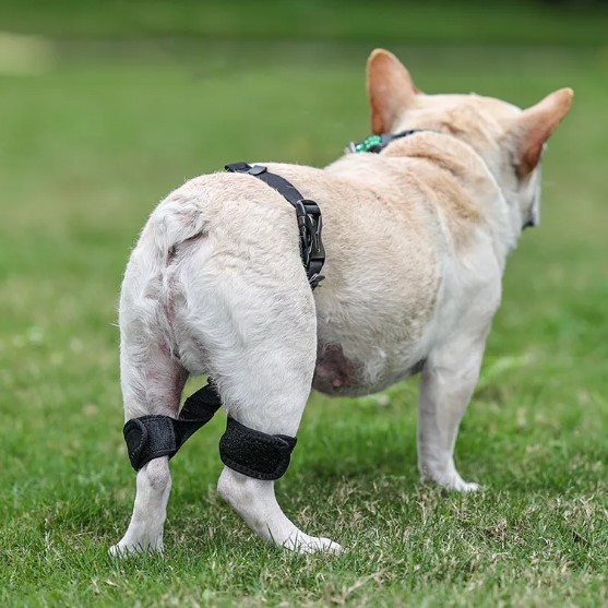  - Dog Leg Braces For Hip Dysplasia