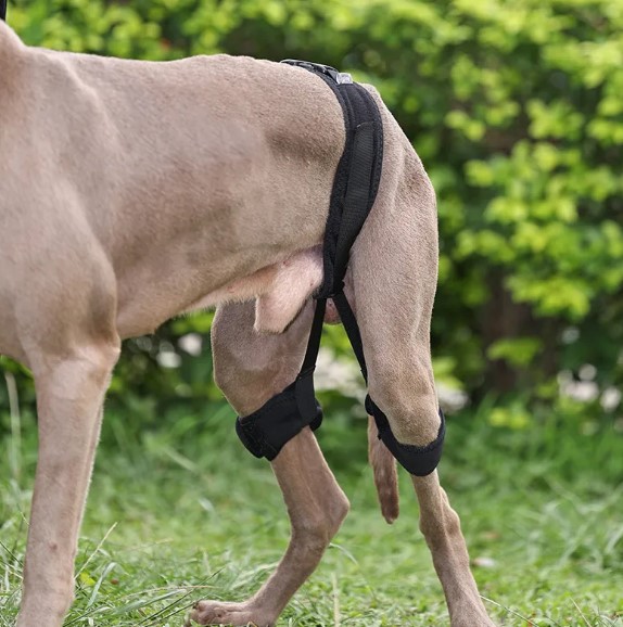  - Dog Leg Braces For Hip Dysplasia